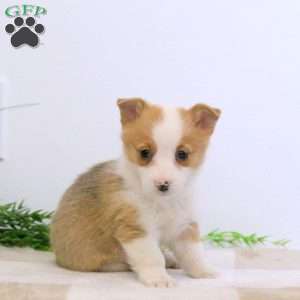 Eva, Pembroke Welsh Corgi Puppy