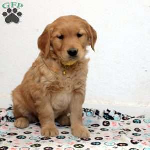 Eva, Golden Retriever Puppy