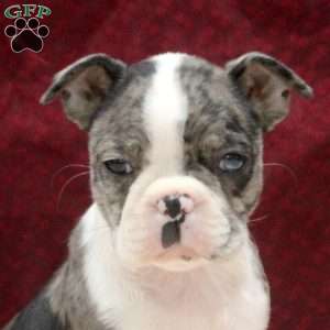 Eva, Boston Terrier Puppy