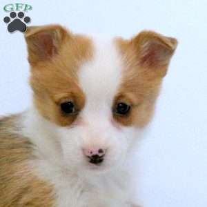 Eva, Pembroke Welsh Corgi Puppy
