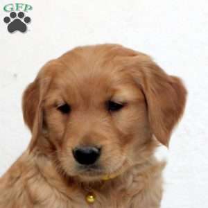 Eva, Golden Retriever Puppy