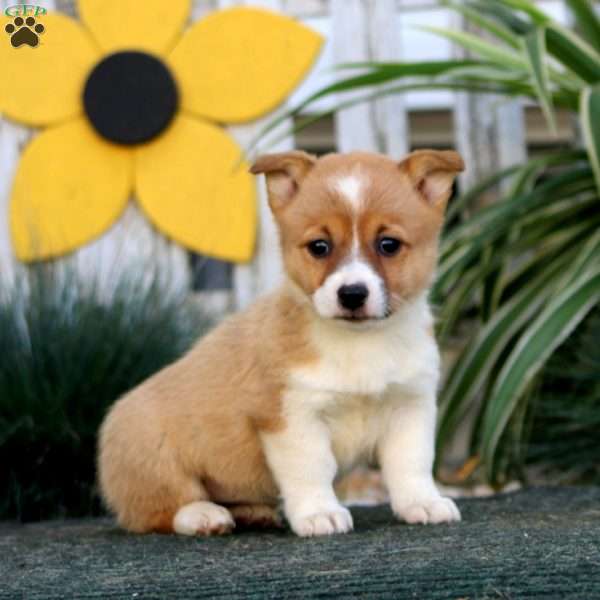 Eva, Pembroke Welsh Corgi Puppy