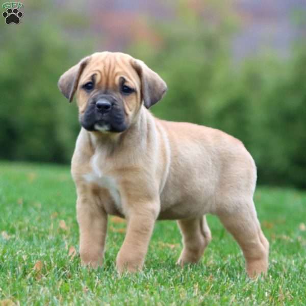 Eva, Cane Corso Puppy