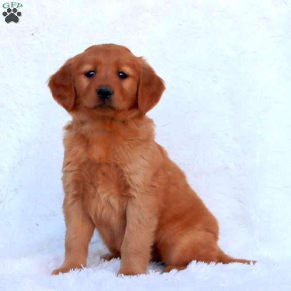 Eva, Golden Retriever Puppy