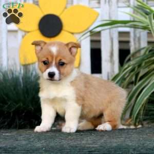 Eva, Pembroke Welsh Corgi Puppy