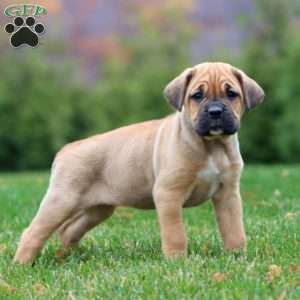 Eva, Cane Corso Puppy