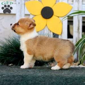 Eva, Pembroke Welsh Corgi Puppy