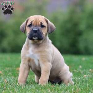 Eva, Cane Corso Puppy