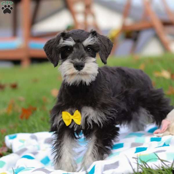 Evan, Miniature Schnauzer Puppy