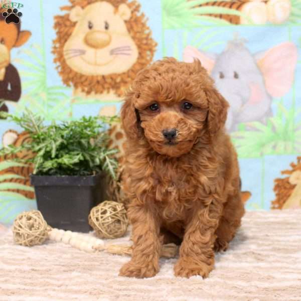 Evan, Miniature Poodle Puppy