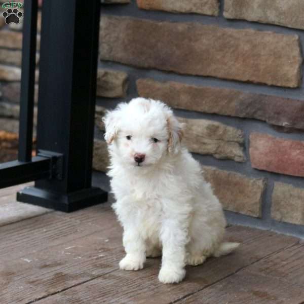 Eve, Mini Goldendoodle Puppy