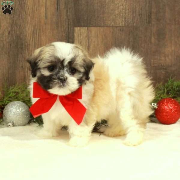 Eve, Teddy Bear Puppy