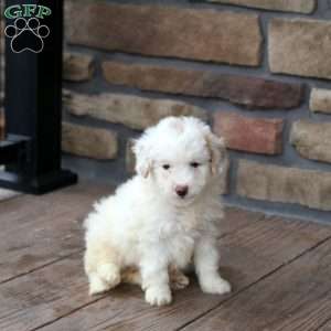 Eve, Mini Goldendoodle Puppy