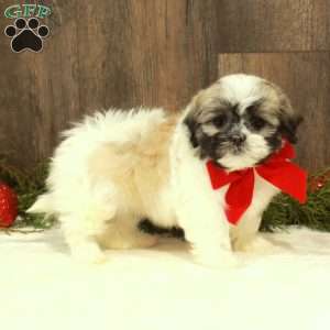 Eve, Teddy Bear Puppy