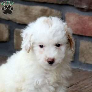 Eve, Mini Goldendoodle Puppy