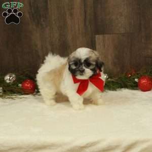 Eve, Teddy Bear Puppy