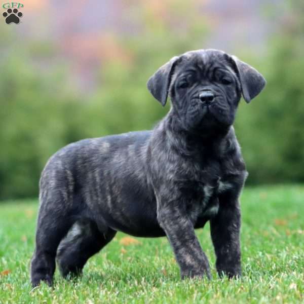 Everest, Cane Corso Puppy