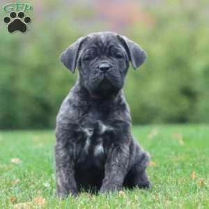 Everest, Cane Corso Puppy