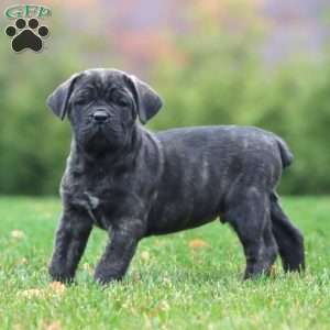 Everest, Cane Corso Puppy