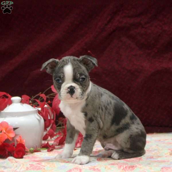 Everett, Boston Terrier Puppy