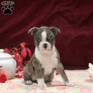 Everett, Boston Terrier Puppy