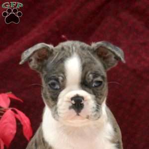 Everett, Boston Terrier Puppy