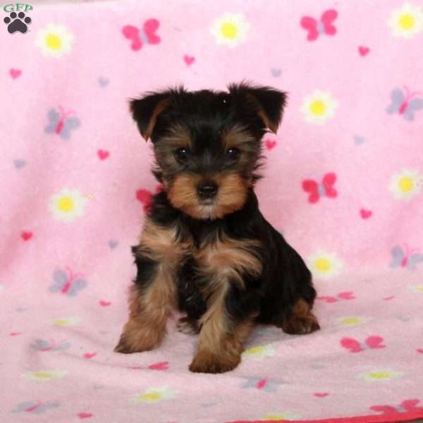 Evie, Yorkie Puppy