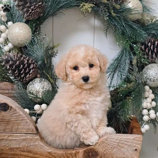 Evie, Bich-Poo Puppy