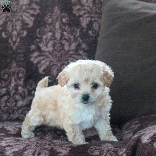 Evie, Bich-Poo Puppy