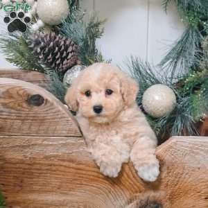 Evie, Bich-Poo Puppy