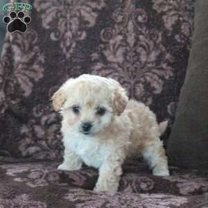 Evie, Bich-Poo Puppy