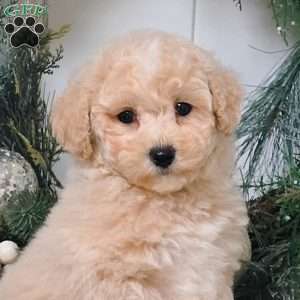 Evie, Bich-Poo Puppy