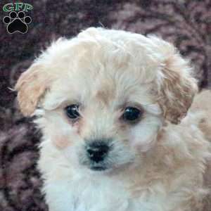 Evie, Bich-Poo Puppy