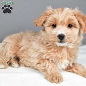 Peppermint, Maltipoo Puppy