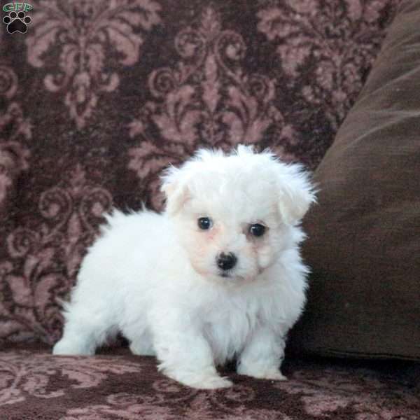 Fiona, Bichon Frise Puppy