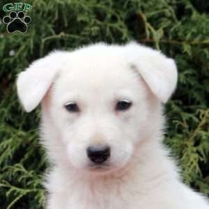 Fable, German Shepherd Puppy