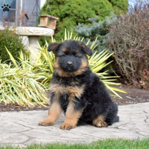 Faith, German Shepherd Puppy