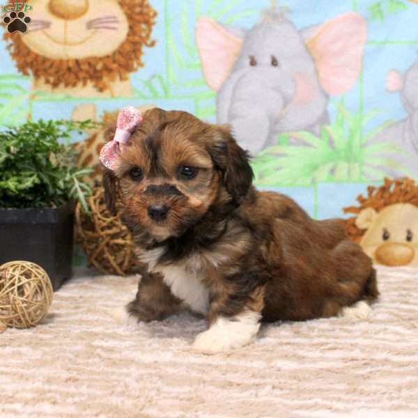 Faith, Yorkie Poo Puppy