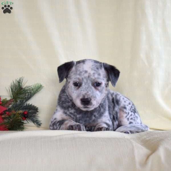 Faith, Blue Heeler – Australian Cattle Dog Puppy