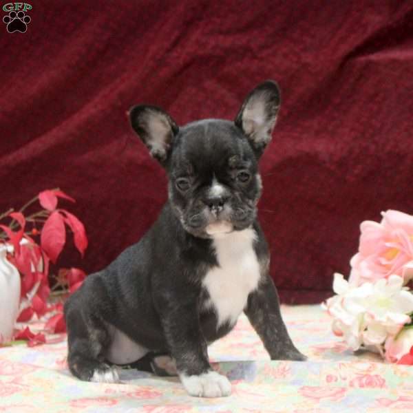 Faith, Frenchton Puppy
