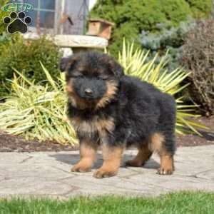 Faith, German Shepherd Puppy