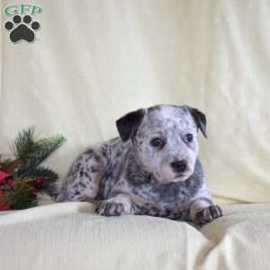 Faith, Blue Heeler – Australian Cattle Dog Puppy