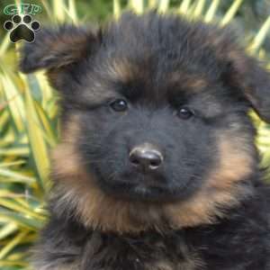 Faith, German Shepherd Puppy