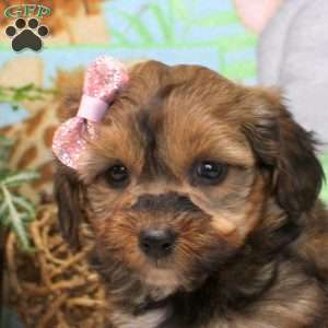 Faith, Yorkie Poo Puppy