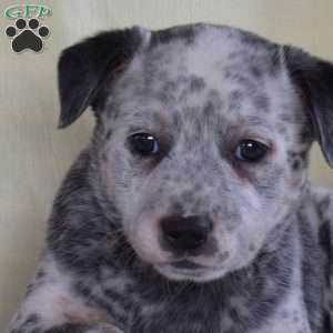 Faith, Blue Heeler – Australian Cattle Dog Puppy