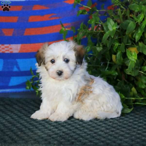 Faith, Havanese Puppy