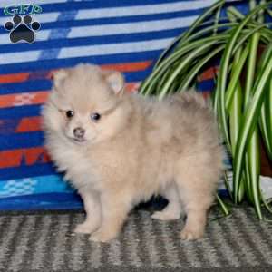 Faith, Pomeranian Puppy