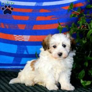 Faith, Havanese Puppy