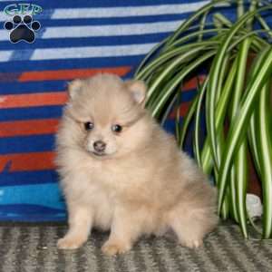Faith, Pomeranian Puppy