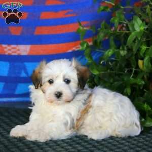 Faith, Havanese Puppy